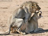 lions-mating-lm_9562.jpg
