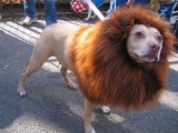 dog-lion-mane.jpg