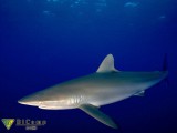 carcharhinus-falciformis[1].jpg