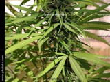 μαριχουάνα-cannabis-sativa_5687.jpg