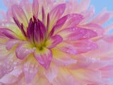 Dahlias Flowers Wallpaper1.jpg