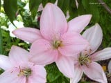 flower_wallpaper_800_8.jpg