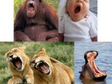 yawning_collage.jpg