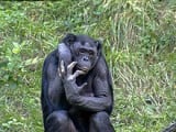 220px-Bonobo_009.jpg