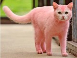 pink%20cat.jpg