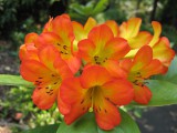 Orange-flowers.jpg