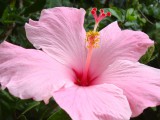 beautiful-hibiscus-flower-dsc02642.jpg