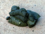 scat_vegetation2_800x600.jpg