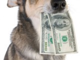 dog_money.jpg