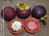 garcinia_mangostana2_small.jpg