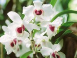 white-orchid-flower-wallpaper.jpg