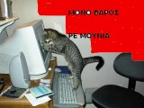 funny_cat_pictures_pc_3.jpg