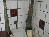 funny-Toilets-06.jpg