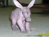 aardvark.jpg