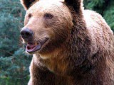 pictures-of-bears-1.jpg