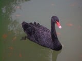 black-swan-2961280908680029F.jpg