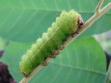 actias luna larva.jpg