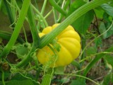 Yellow_squash.jpg