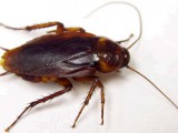 american-cockroach-1.jpg