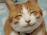 smiling-cat.jpg