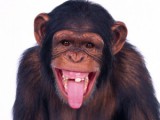 monkey-pictures-300x225.jpg