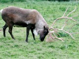 Caribou_using_antlers.jpg