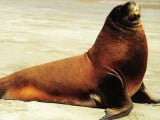 Sea-Lion.jpg