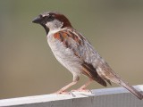 -House_Sparrow_mar08.jpg