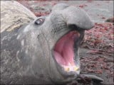 Sea_elephant1.jpg