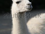 white-llama.jpg