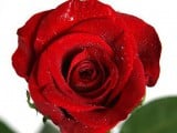 red-rose_1365387c.jpg