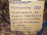 anorthografo.jpg