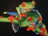 tree-frogs-nathan-buhler.jpg