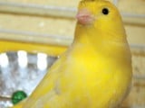 canary.jpg