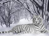 animal-siberian-tiger-size-colour-white-17641-33293_medium.jpg