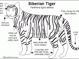 Siberiantiger_bw.GIF