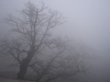 300px-Fog.jpg