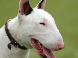 65519-250x369-Bull_Terrier.jpg