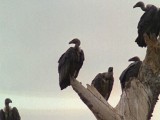 Vultures-008.jpg