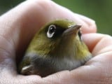 bird-in-the-hand-silvereye-tauhou.JPG