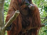 Orangutan.jpg