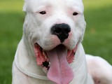 dogo_argentino_2.jpg