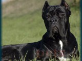 cane corso a4-33.jpg