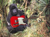 gorilla_playing_guitar.jpg
