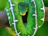 emerald_tree_boa.jpg