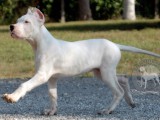 dogo_argentino_33.jpg