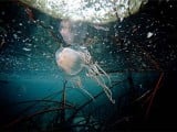 box-jellyfish1.jpg