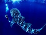 Whale-Shark-01.jpg