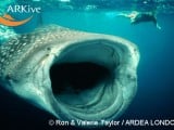 large-Whale-shark-feeding.jpg