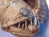 a60_Viperfish.jpg.gif